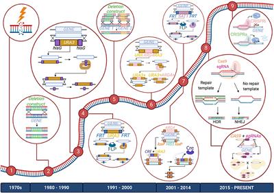 CRISPR-Based Genetic Manipulation of Candida Species: Historical Perspectives and Current Approaches